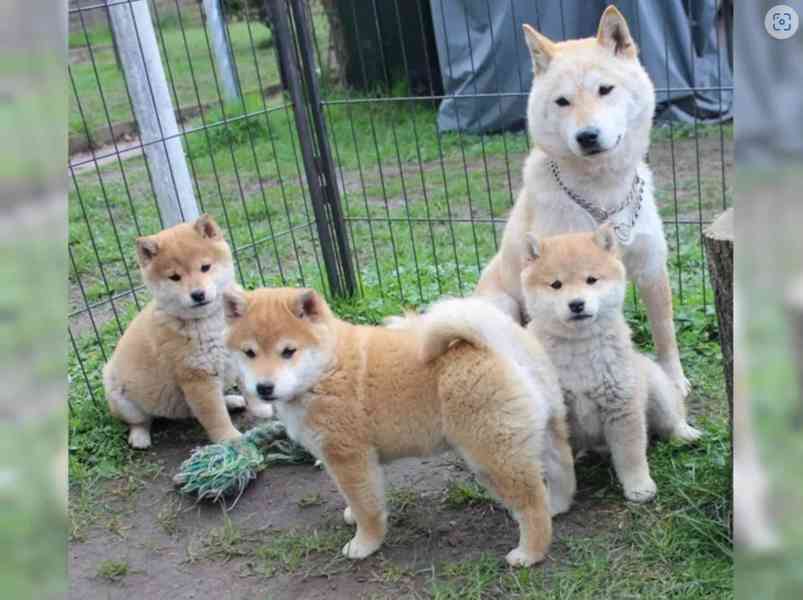 Shiba inu - prodám štěňata bez pp - foto 2