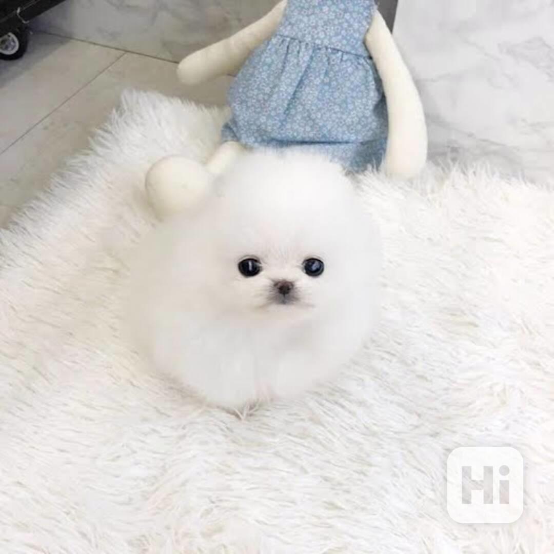 12 tjedana štenaca pomeranskog špica za Božić - foto 1