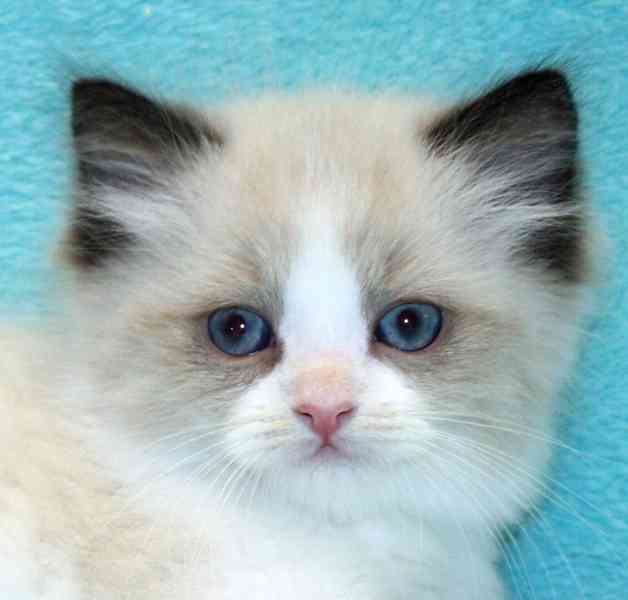RAGDOLLÍ koťátka: - foto 7
