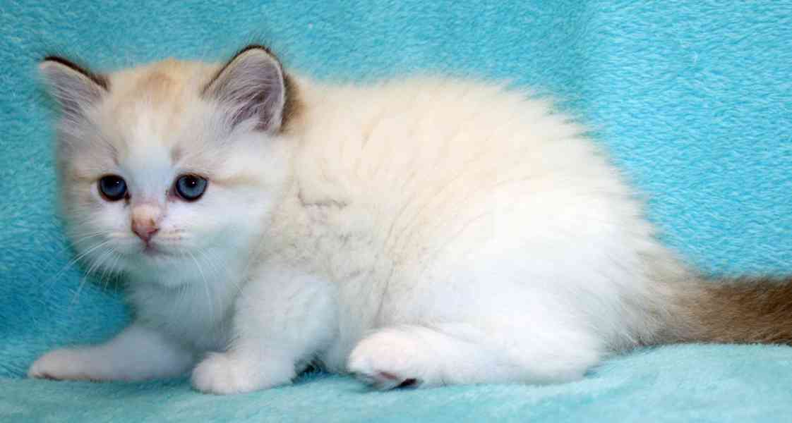 RAGDOLLÍ koťátka: - foto 9