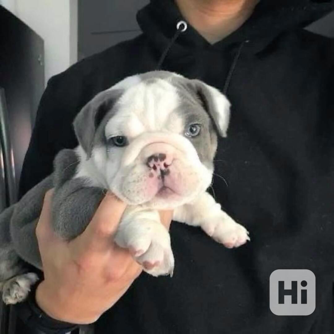  Zdarma  dárek štěňata anglického buldoka k adopci  - foto 1