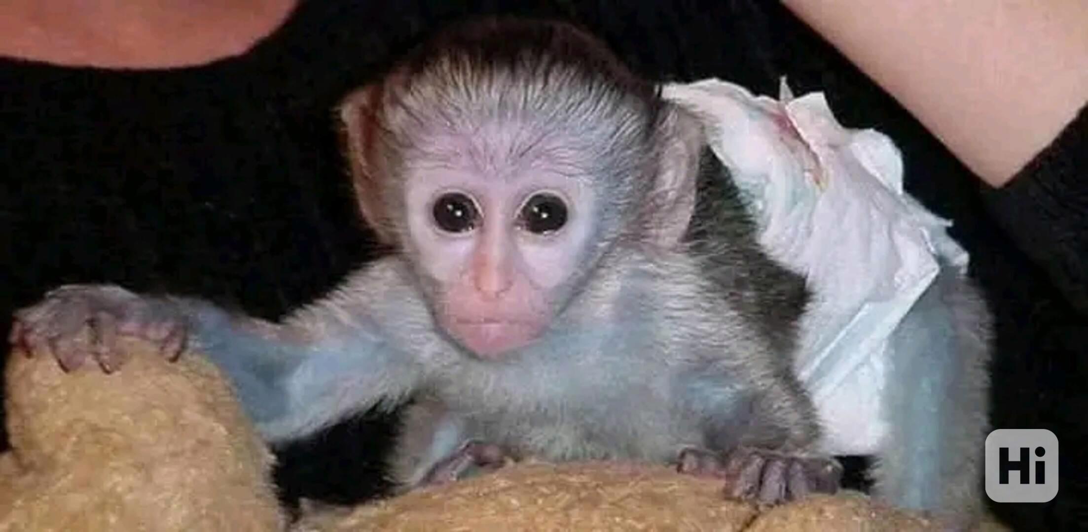  Zdravotně testovaný kapucín z domácího chovu - foto 1