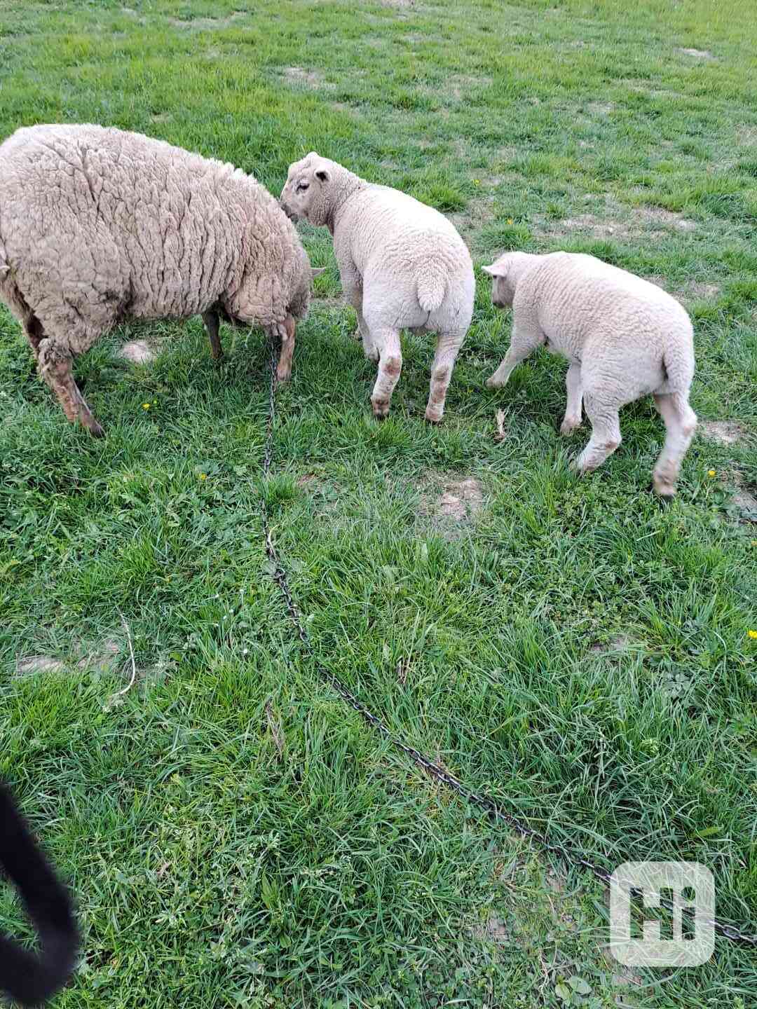 jehňata - foto 1