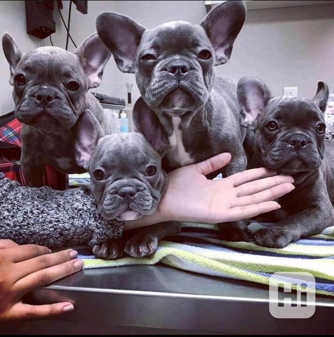 Chovný pes francouzského buldoka AKC - foto 1