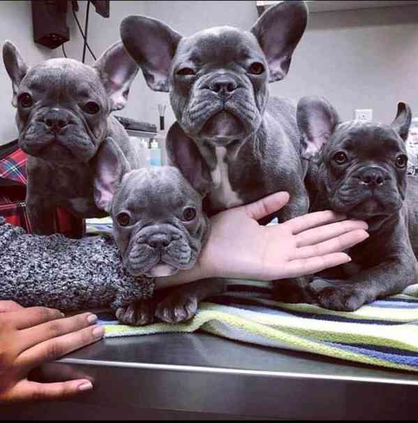 Chovný pes francouzského buldoka AKC - foto 1