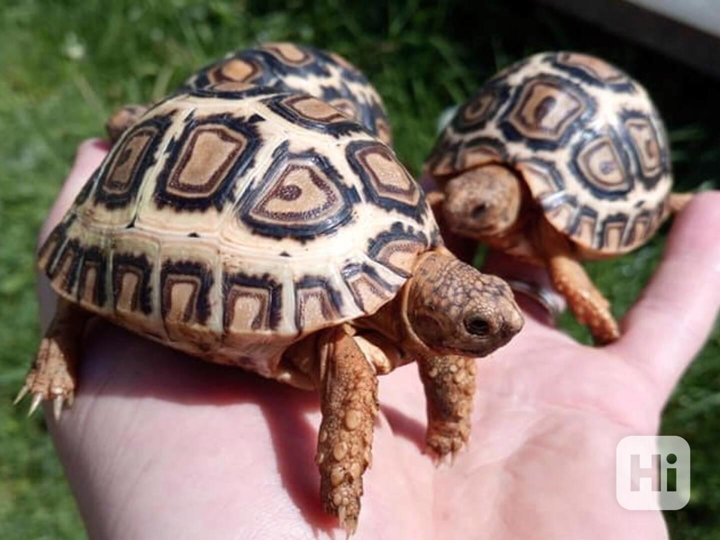 SUCHOZEMSKÉ ŽELVY PARDÁLÍ – vlastní odchov! - foto 1
