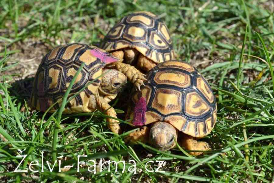 SUCHOZEMSKÉ ŽELVY PARDÁLÍ – vlastní odchov! - foto 5