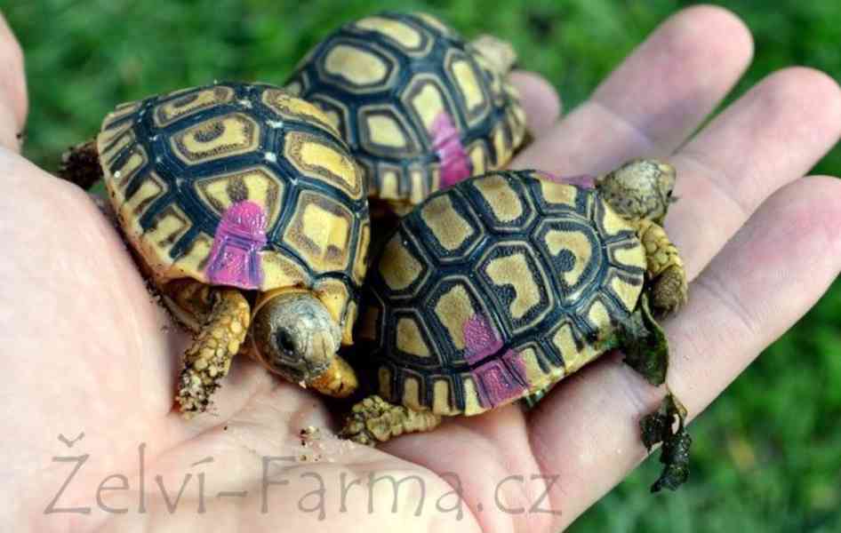 SUCHOZEMSKÉ ŽELVY PARDÁLÍ – vlastní odchov! - foto 3