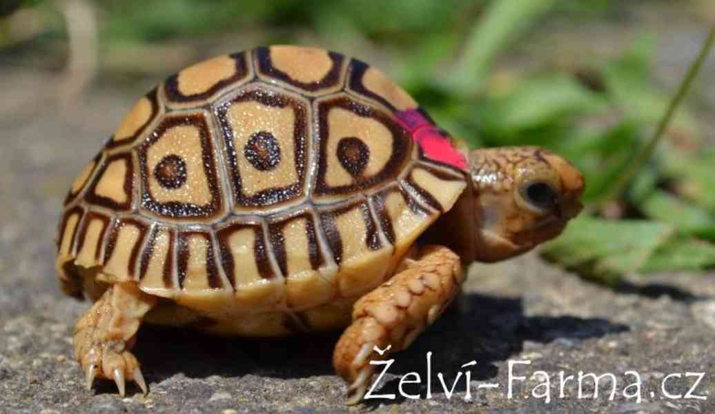 SUCHOZEMSKÉ ŽELVY PARDÁLÍ – vlastní odchov! - foto 2