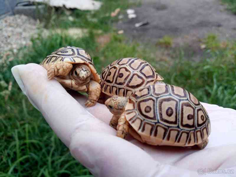SUCHOZEMSKÉ ŽELVY PARDÁLÍ – vlastní odchov! - foto 4