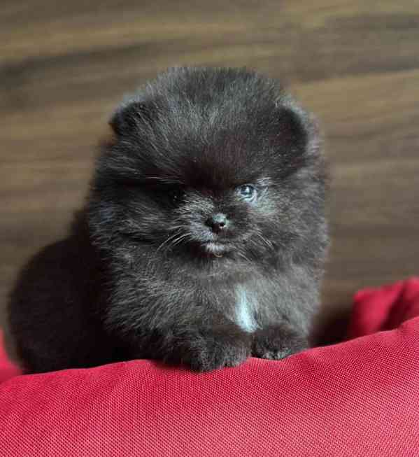 Máme k dispozici štěňata pomeraniana - foto 2
