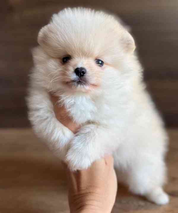 Máme k dispozici štěňata pomeraniana - foto 3