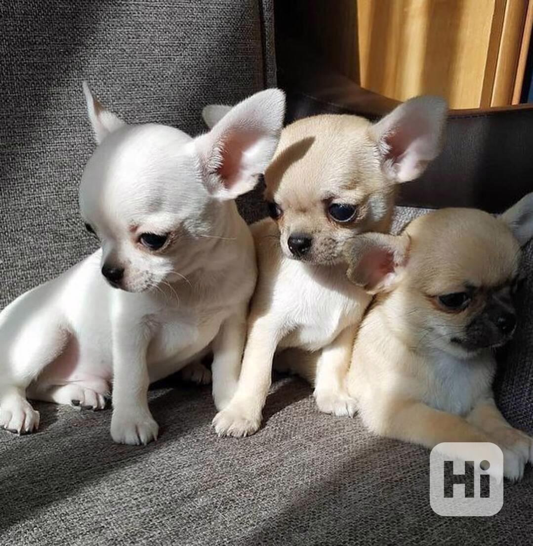Nádherná bílá štěňata čivavy Nádherná bílá štěňata čivavy. B - foto 1