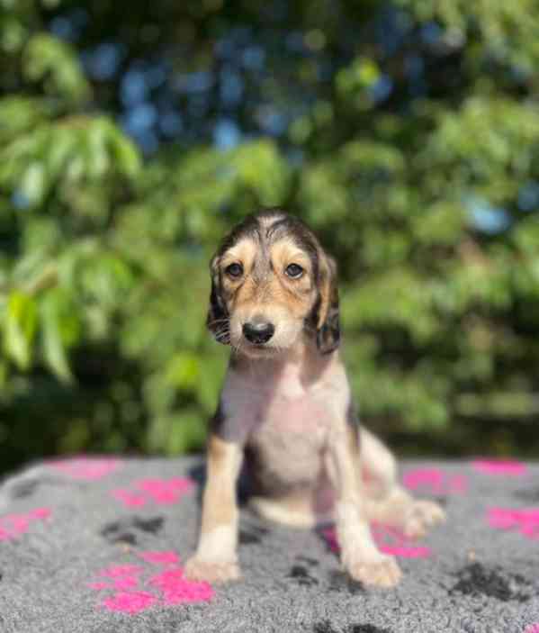 Prodám štěňata Saluki - foto 3