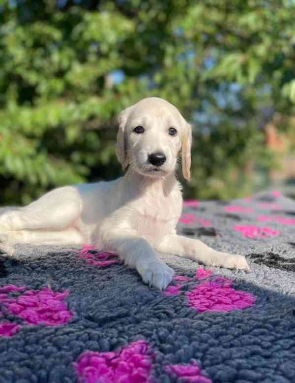 Prodám štěňata Saluki - foto 2