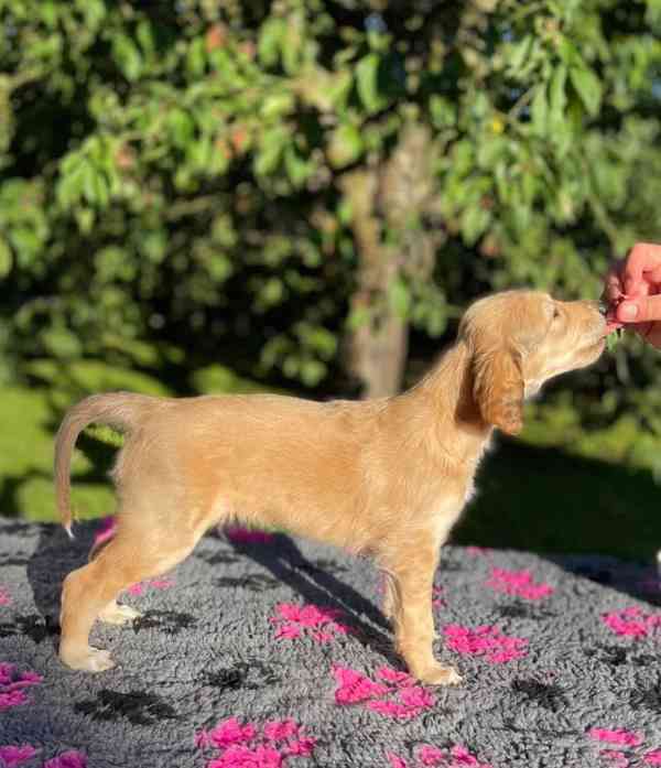 Prodám štěňata Saluki - foto 5