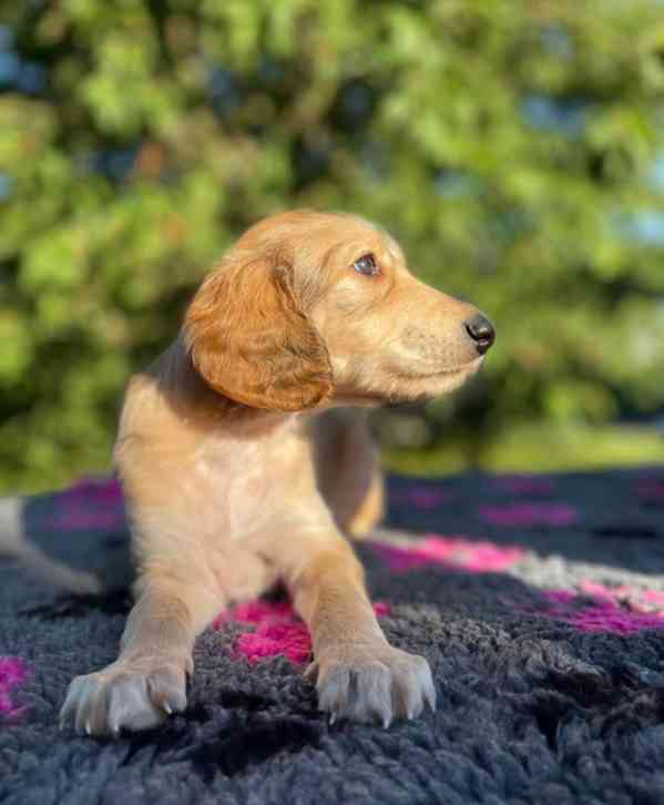 Prodám štěňata Saluki - foto 4