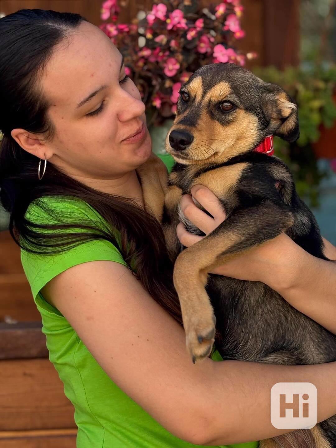 PENNY - fenečka, štěně 6 měsíců  - foto 1