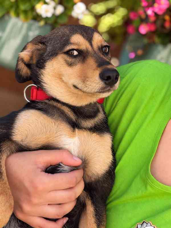 PENNY - fenečka, štěně 6 měsíců  - foto 2