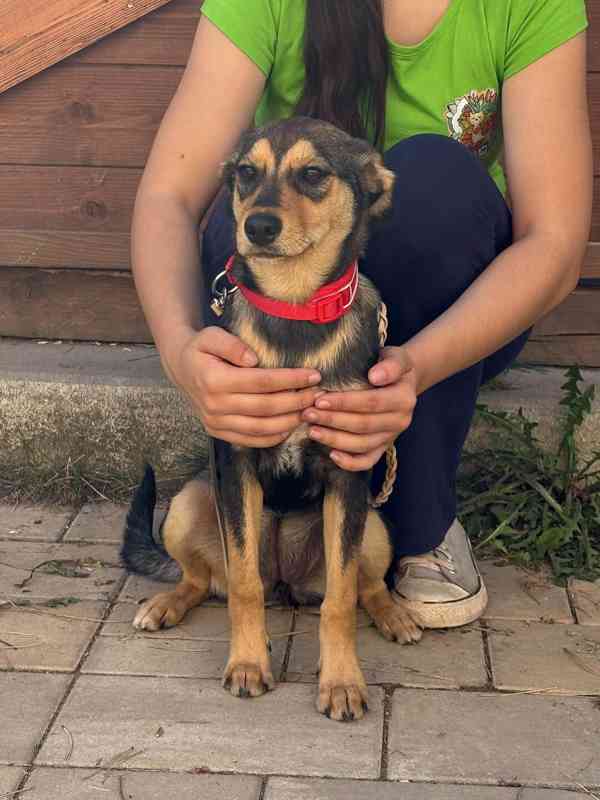 PENNY - fenečka, štěně 6 měsíců  - foto 5