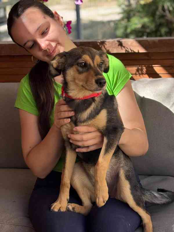 PENNY - fenečka, štěně 6 měsíců  - foto 4