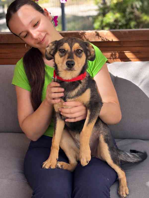 PENNY - fenečka, štěně 6 měsíců  - foto 3