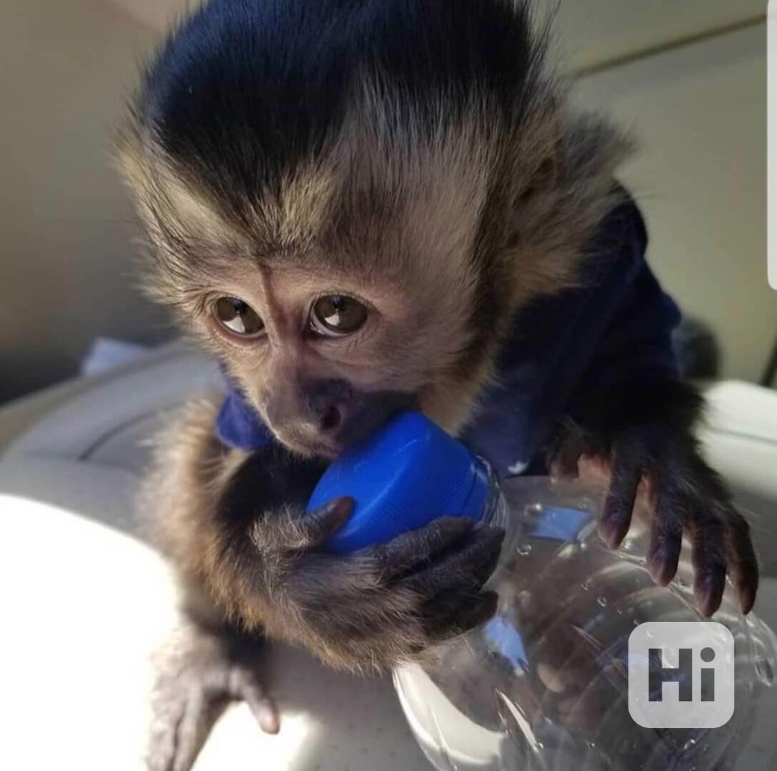  Lákavá hravá kapucínská dívka - foto 1