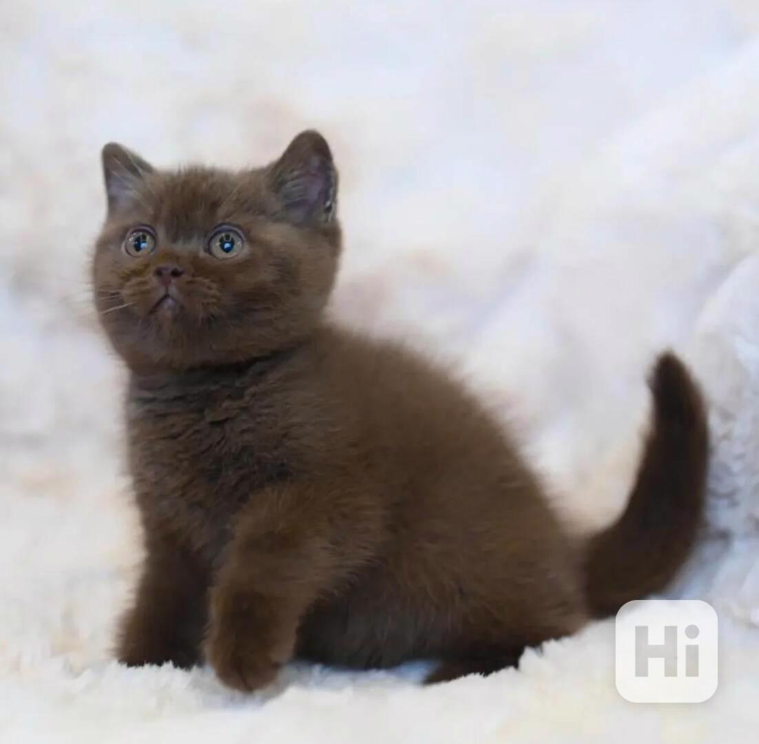 Tato zdravá koťata britské krátkosrsté šelmy – kluci i holči - foto 1