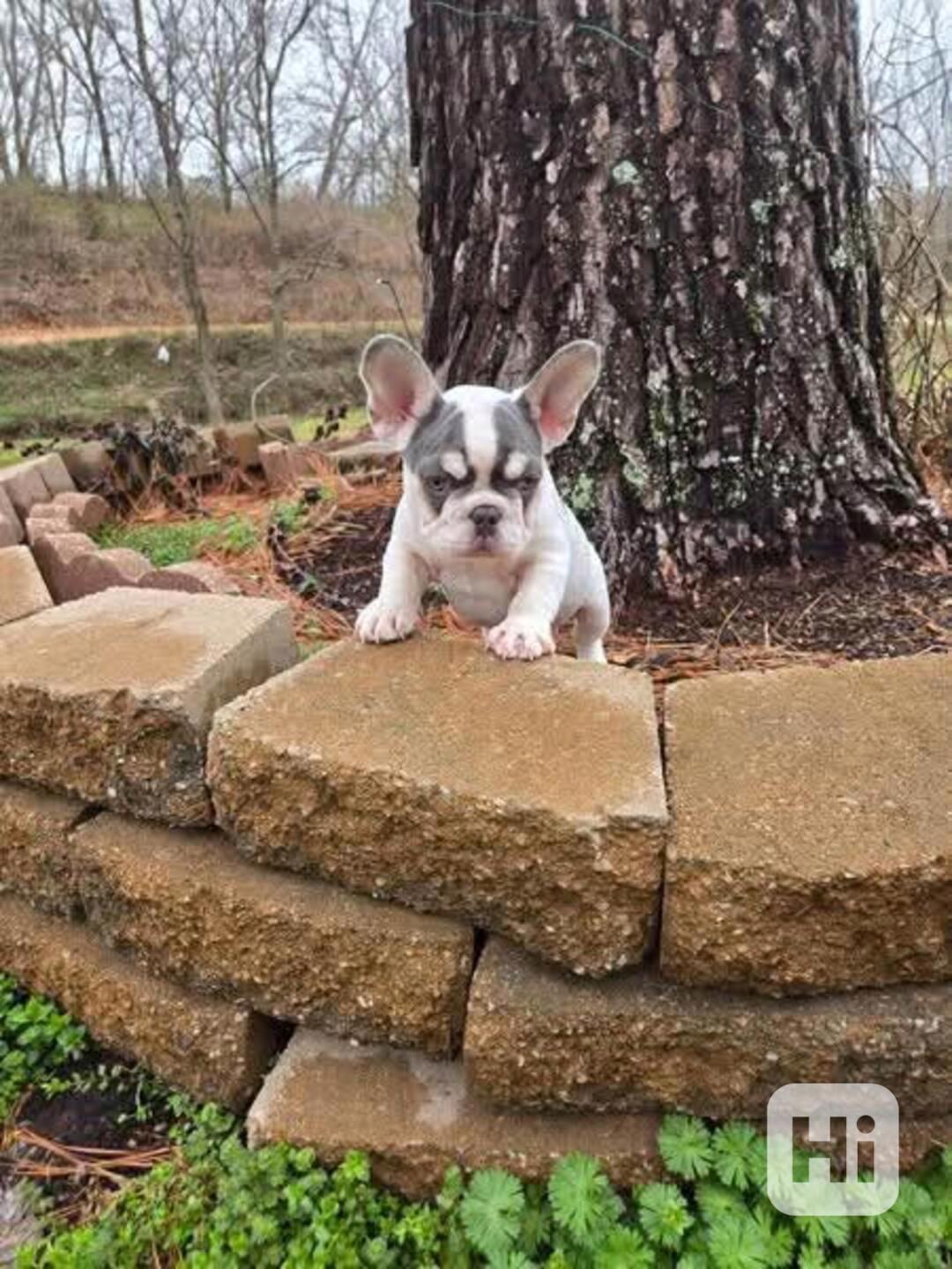 Štěňata Francouzského buldoka - foto 1