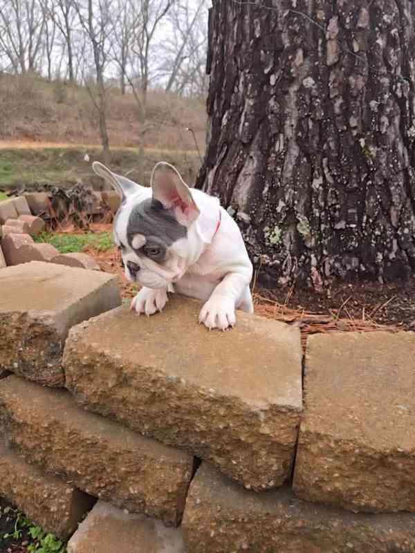 Štěňata Francouzského buldoka - foto 4