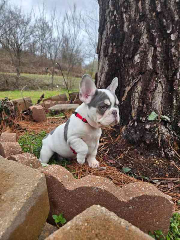 Štěňata Francouzského buldoka - foto 8