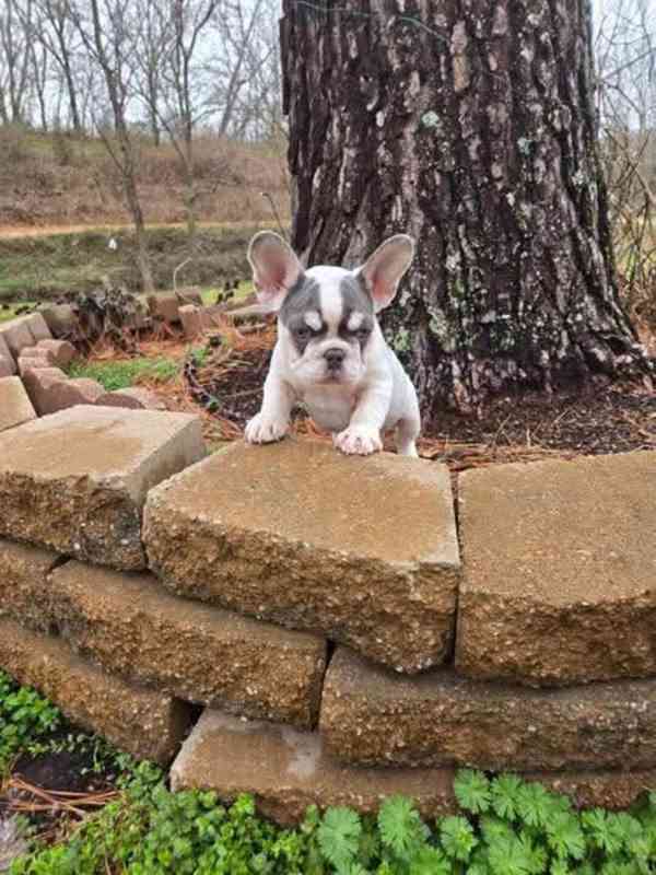 Štěňata Francouzského buldoka - foto 1