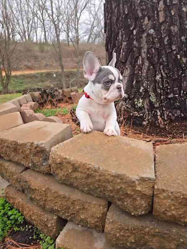 Štěňata Francouzského buldoka - foto 7