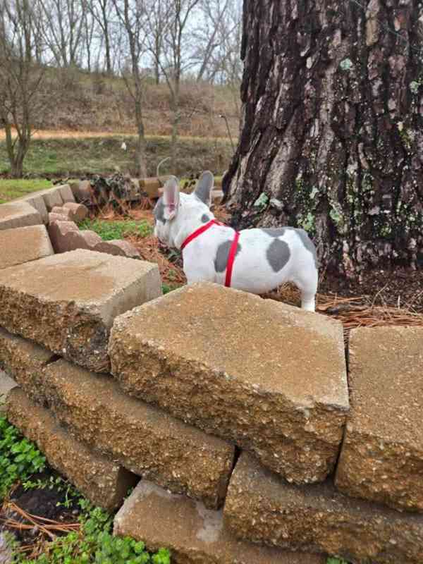 Štěňata Francouzského buldoka - foto 5