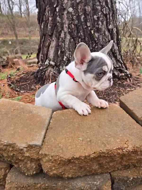 Štěňata Francouzského buldoka - foto 3