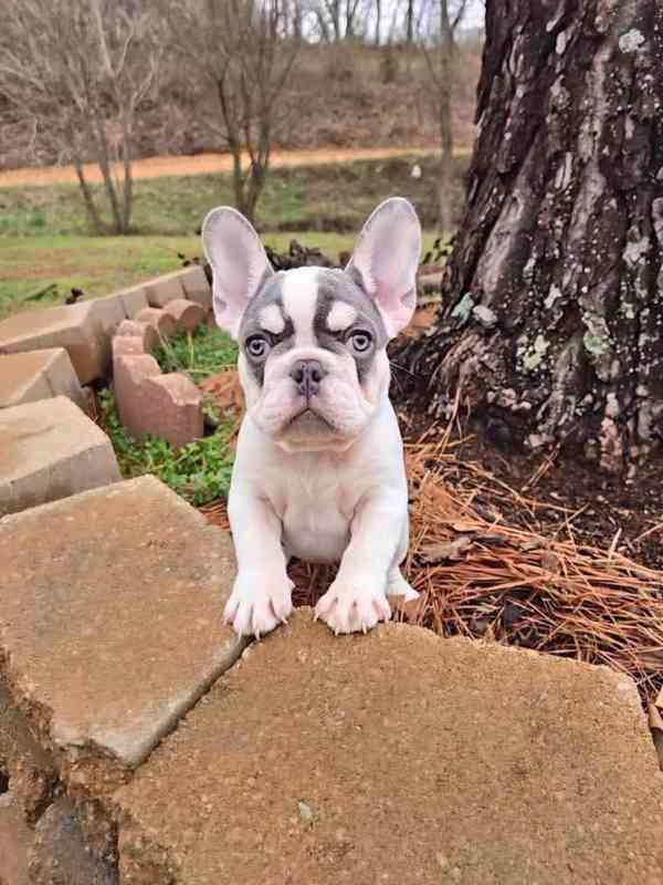 Štěňata Francouzského buldoka - foto 2