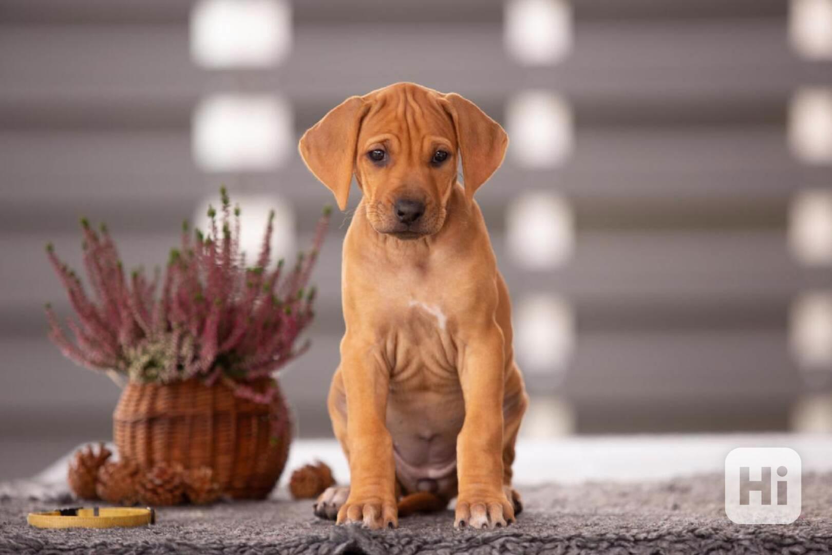  Rhodéský ridgeback štěňátka s PP  - foto 1