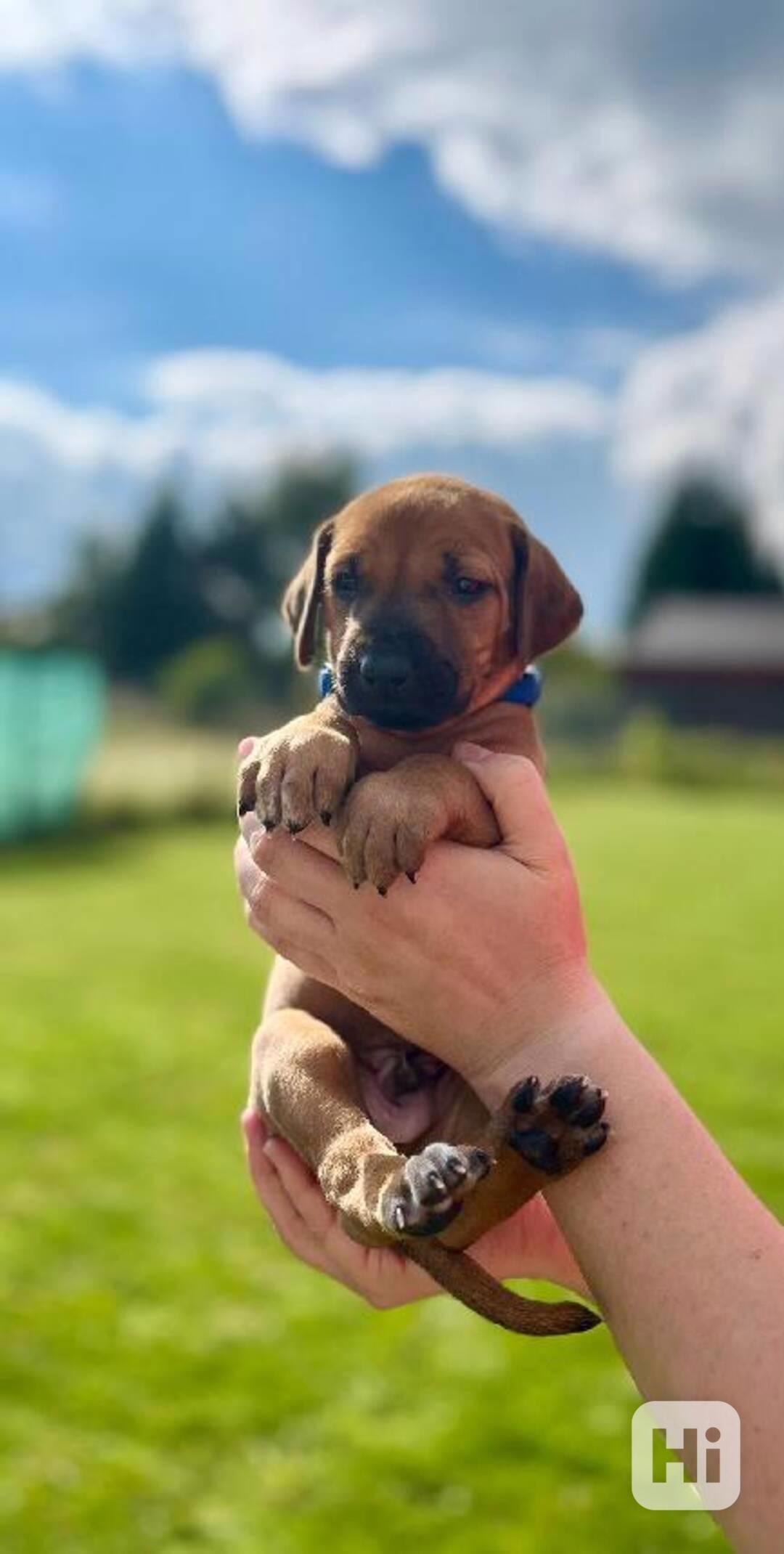  Rhodéský ridgeback štěňátka s PP  - foto 1