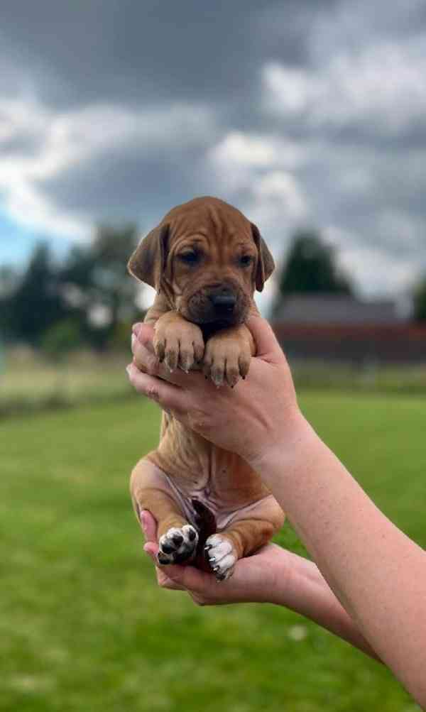  Rhodéský ridgeback štěňátka s PP  - foto 4