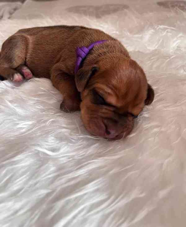  Rhodéský ridgeback štěňátka s PP  - foto 7
