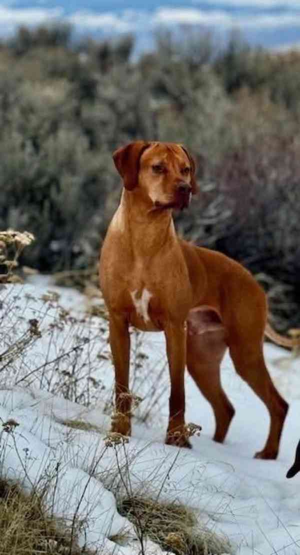  Rhodéský ridgeback štěňátka s PP  - foto 5
