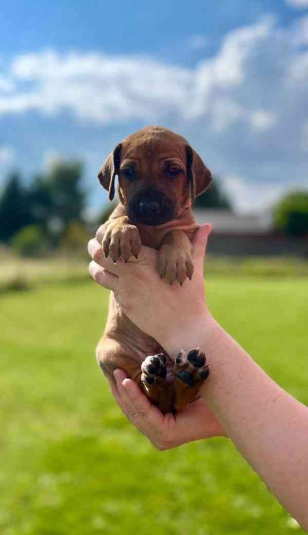  Rhodéský ridgeback štěňátka s PP  - foto 3