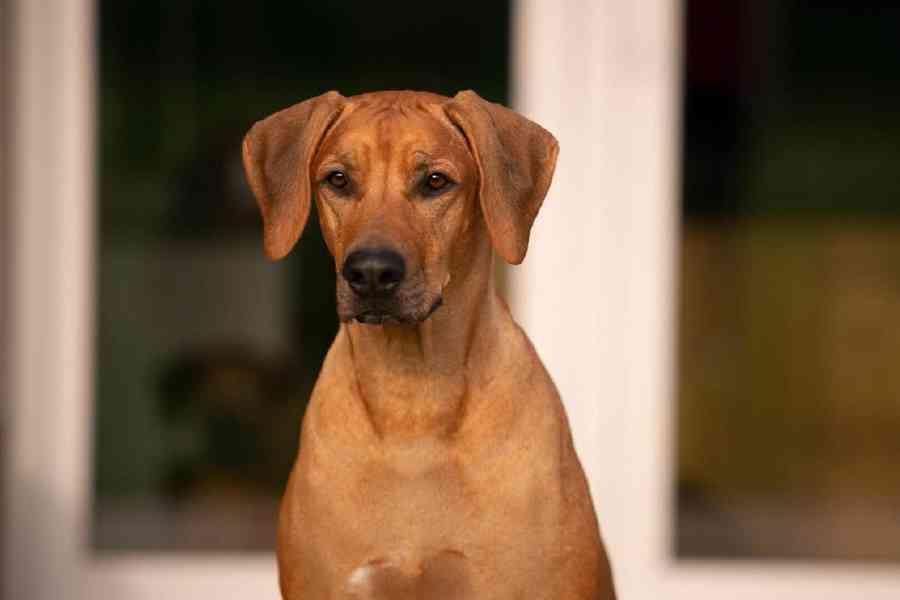  Rhodéský ridgeback štěňátka s PP  - foto 3