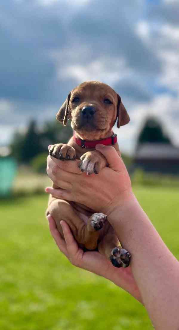  Rhodéský ridgeback štěňátka s PP  - foto 5