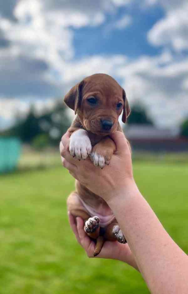  Rhodéský ridgeback štěňátka s PP  - foto 2