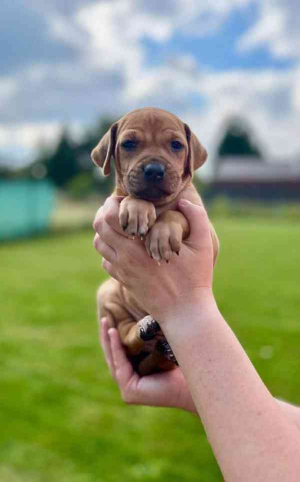  Rhodéský ridgeback štěňátka s PP  - foto 6