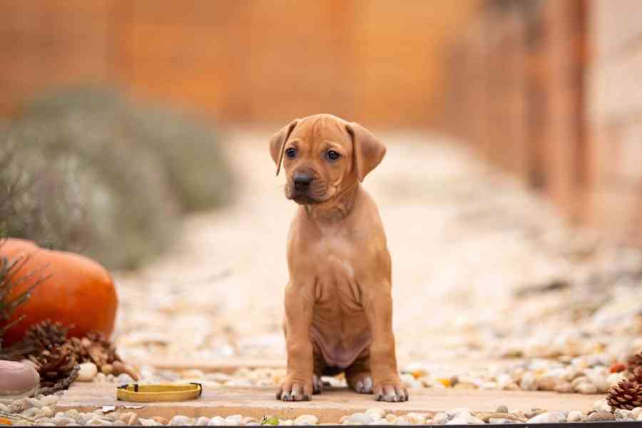  Rhodéský ridgeback štěňátka s PP  - foto 3