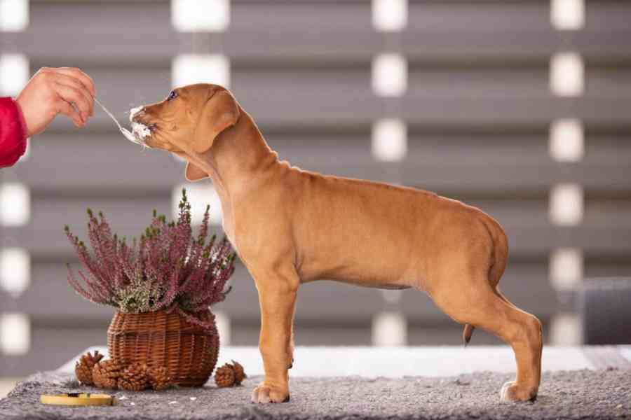  Rhodéský ridgeback štěňátka s PP  - foto 2