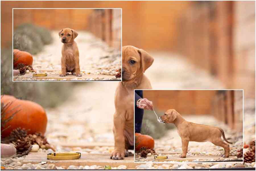  Rhodéský ridgeback štěňátka s PP  - foto 4