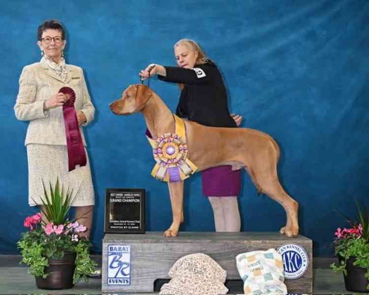  Rhodéský ridgeback štěňátka s PP  - foto 6